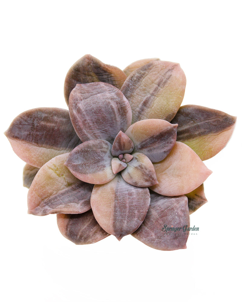 Pentandrum Superbum Var.
