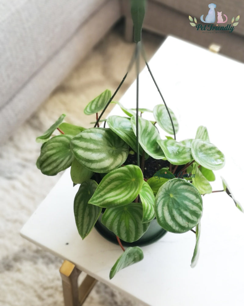 Peperomia Watermelon