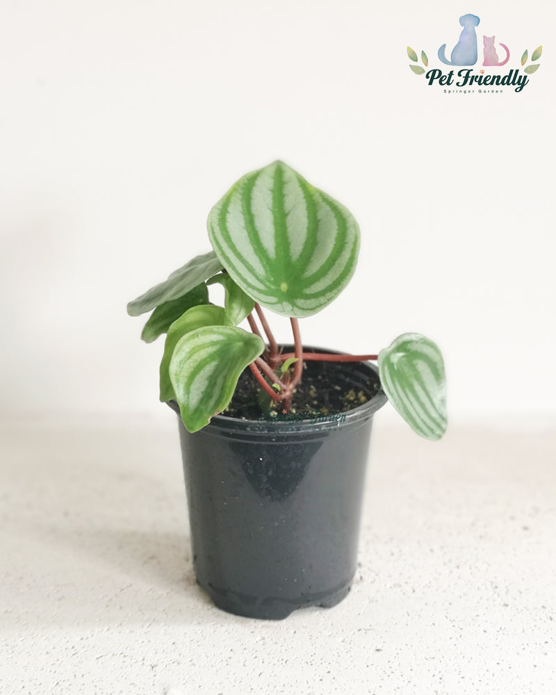 Peperomia Watermelon