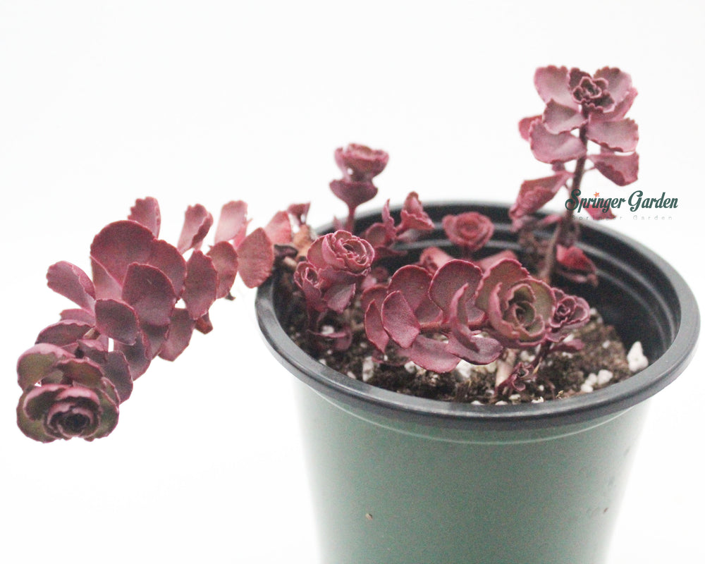 
                
                    Load image into Gallery viewer, Sedum Spurium Tricolor
                
            