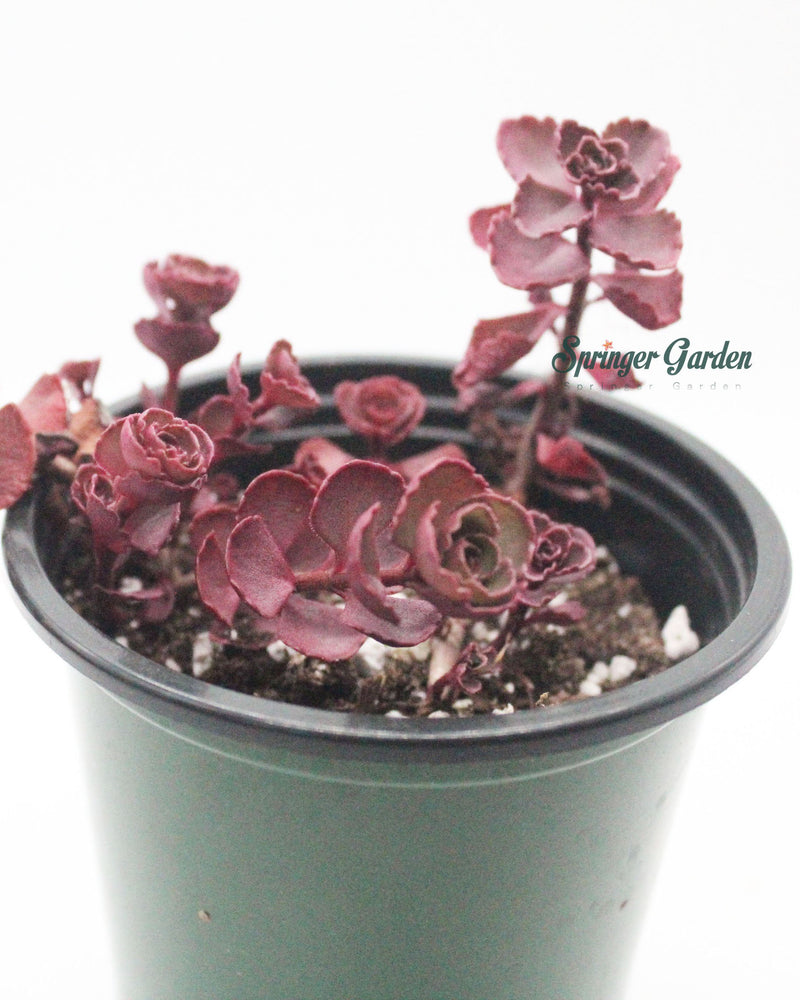 
                
                    Load image into Gallery viewer, Sedum Spurium Tricolor
                
            