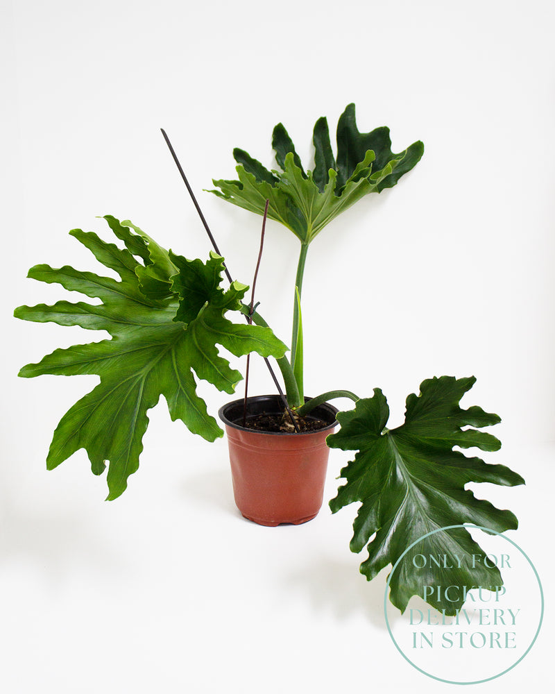 Philodendron Hope