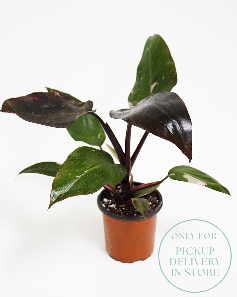Philodendron Pink Princess