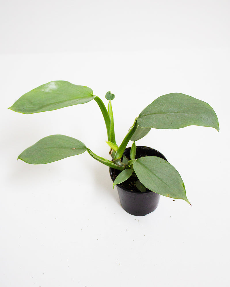 Philodendron Silver Sword