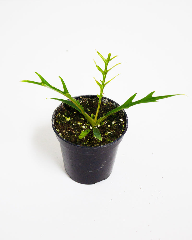 Philodendron Tortum