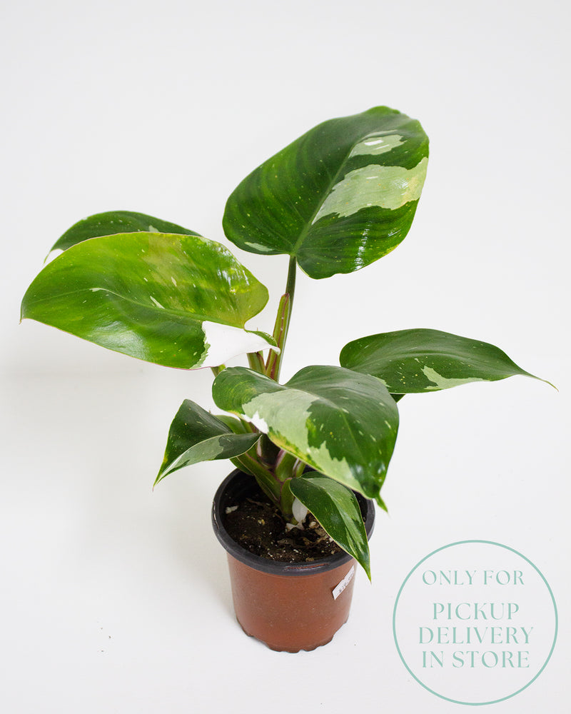 Philodendron White Wizard