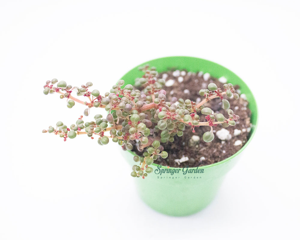 Pilea Serpyllacea 'Globosa'
