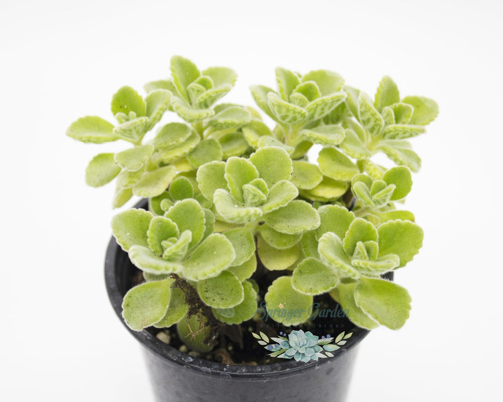 Plectranthus Cerveza'n Lime