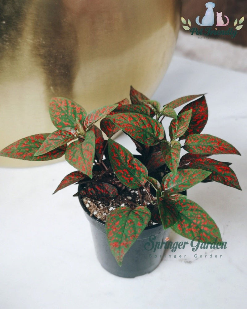 Polka Dot Plant