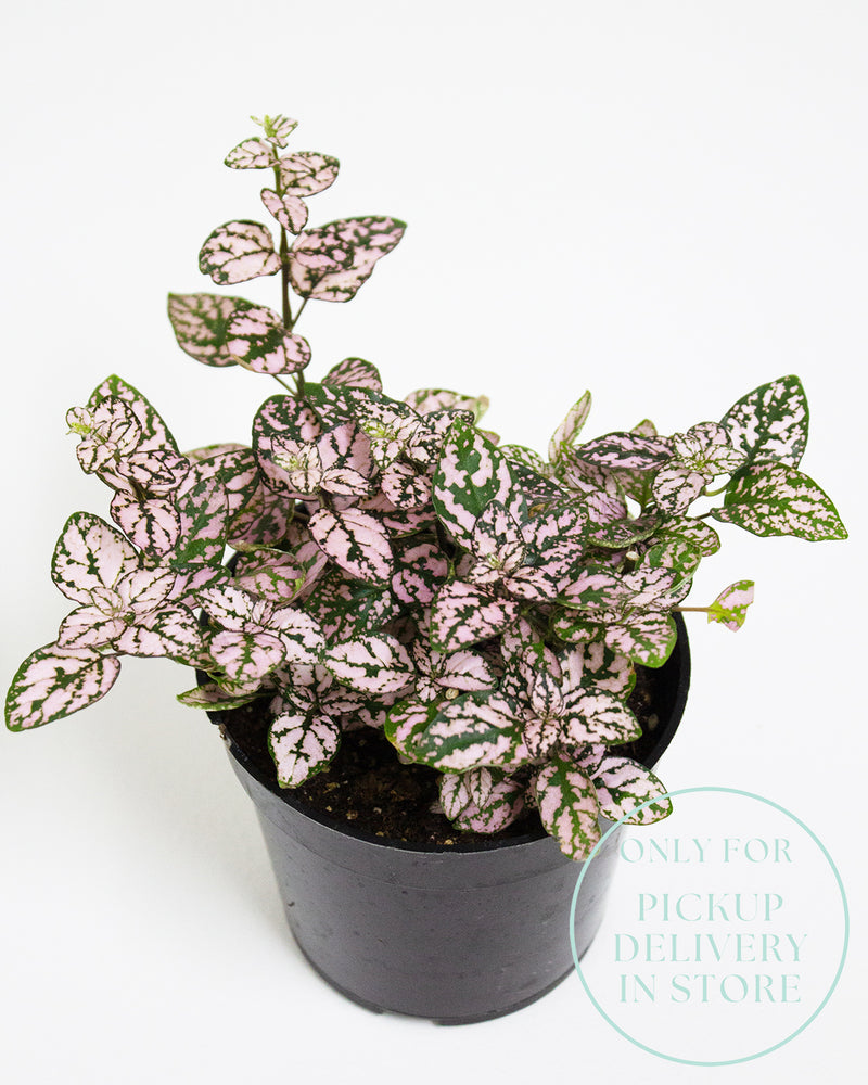 Polka Dot Plant