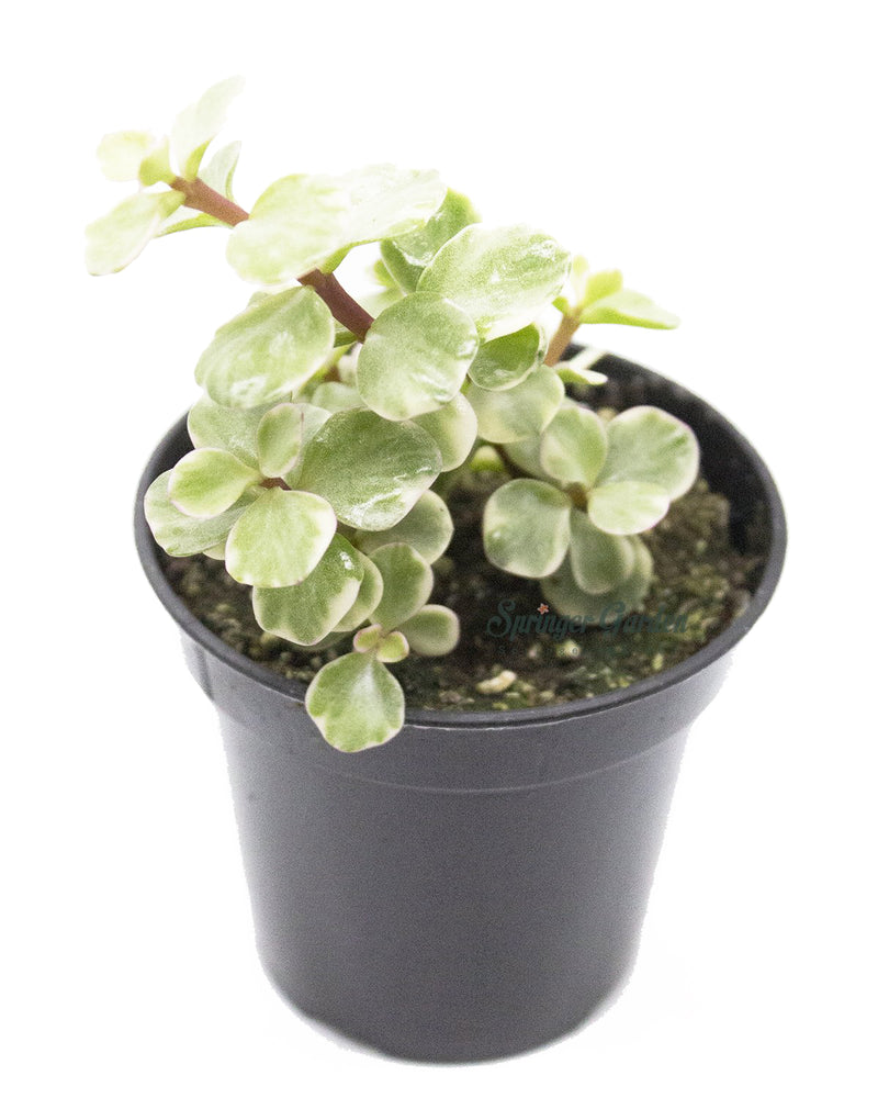 Portulacaria Afra