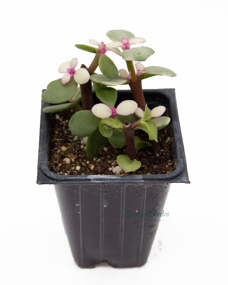 Portulacaria Afra Medio-picta