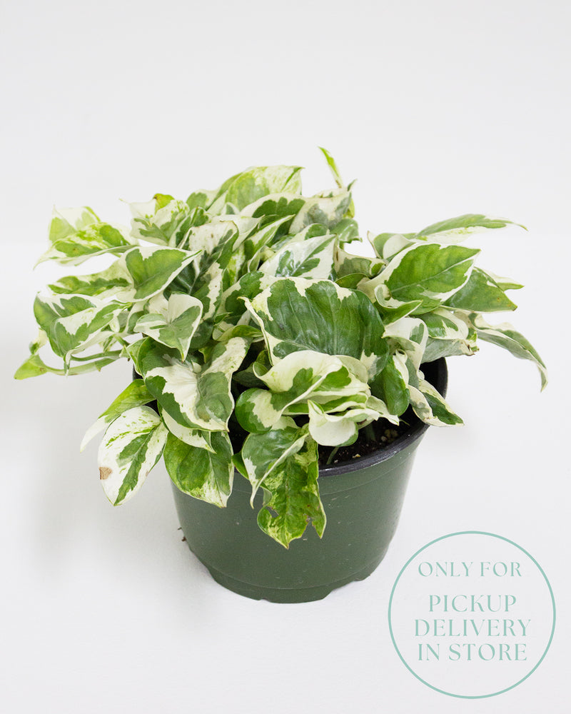 Pothos Pearls and Jade