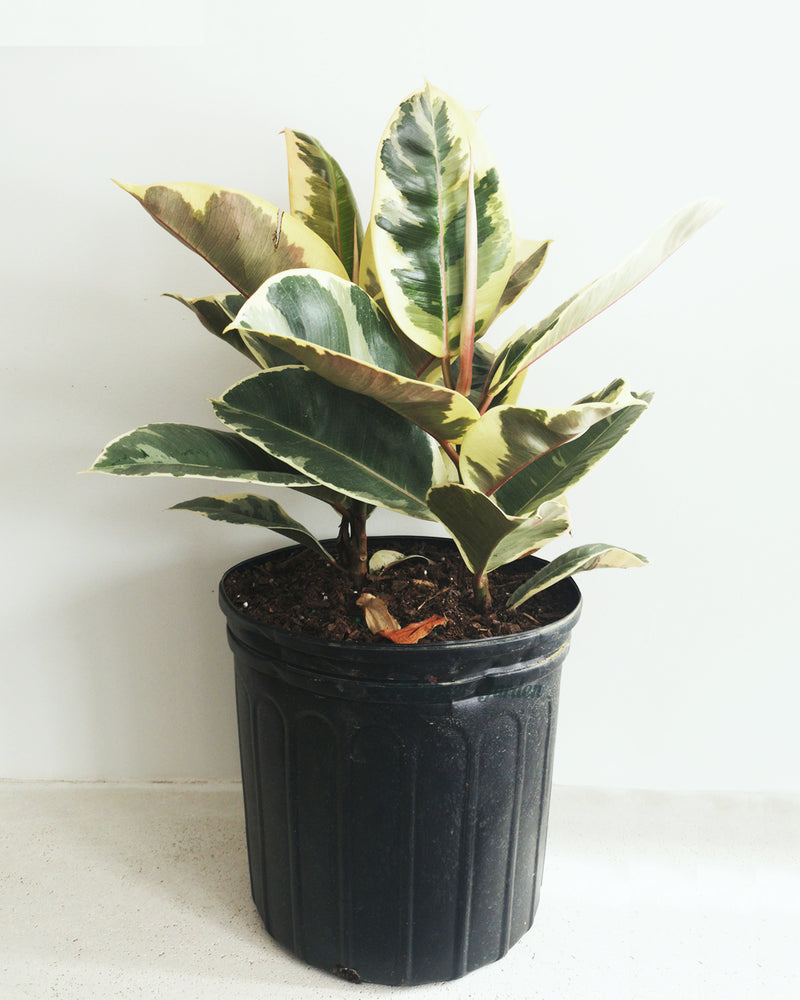 Rubber Tineke Plant Toronto's 5-star Bestseller nursery store selected local & Korean rare succulents; houseplants, indoor plants, selected handmade planters with a drainage hole, pots, bonsai pots, produced by ourselves, wholesale. Ceramic Planter With Drainage Hole Cactus Succulent Plant Pot/Small Fern Flower Pot Gift Garden Desk Pottery/Handmade/Ceramic/Glazed/Table Decor/Indoor Decor/Tabletop Planter