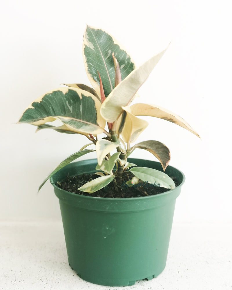 Rubber Tineke Plant Toronto's 5-star Bestseller nursery store selected local & Korean rare succulents; houseplants, indoor plants, selected handmade planters with a drainage hole, pots, bonsai pots, produced by ourselves, wholesale. Ceramic Planter With Drainage Hole Cactus Succulent Plant Pot/Small Fern Flower Pot Gift Garden Desk Pottery/Handmade/Ceramic/Glazed/Table Decor/Indoor Decor/Tabletop Planter