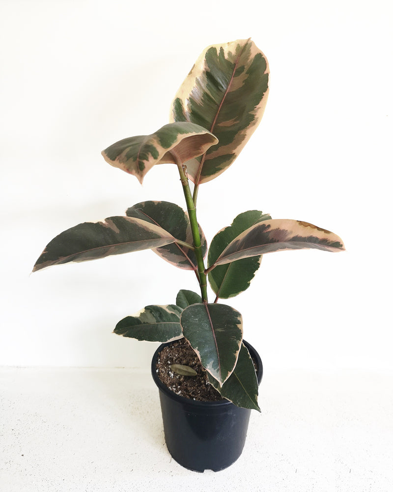 Rubber Tineke Plant Toronto's 5-star Bestseller nursery store selected local & Korean rare succulents; houseplants, indoor plants, selected handmade planters with a drainage hole, pots, bonsai pots, produced by ourselves, wholesale. Ceramic Planter With Drainage Hole Cactus Succulent Plant Pot/Small Fern Flower Pot Gift Garden Desk Pottery/Handmade/Ceramic/Glazed/Table Decor/Indoor Decor/Tabletop Planter