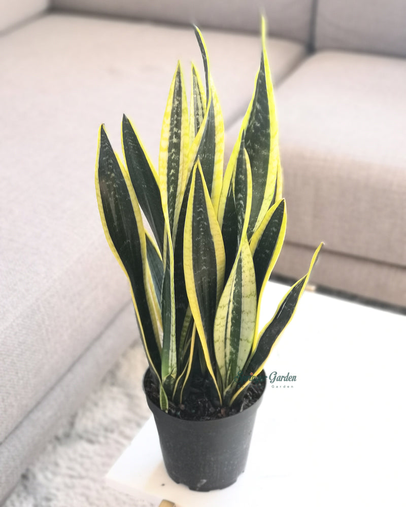 Sansevieria Black Gold