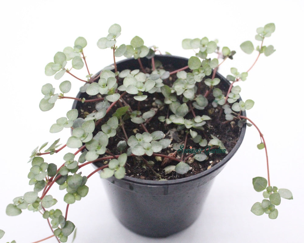 
                
                    Load image into Gallery viewer, Sedum emarginatum – Chinese Stonecrop
                
            