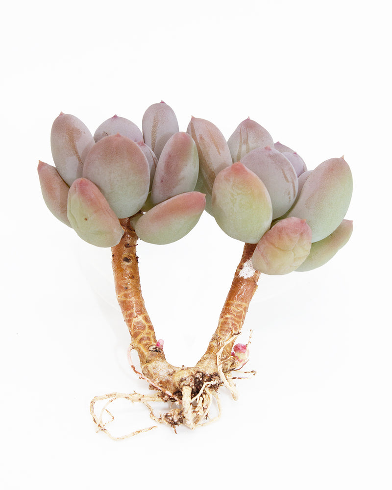 Pachyphytum Oviferum Mikadukibijin