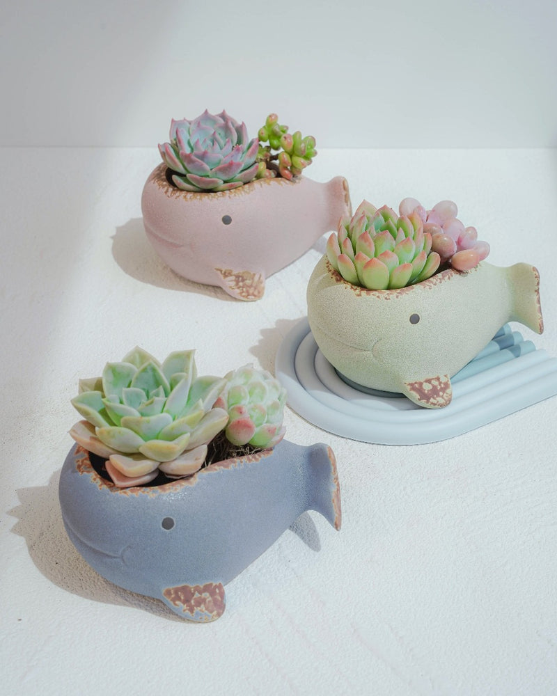 Succulent Assortment with Whale Planters