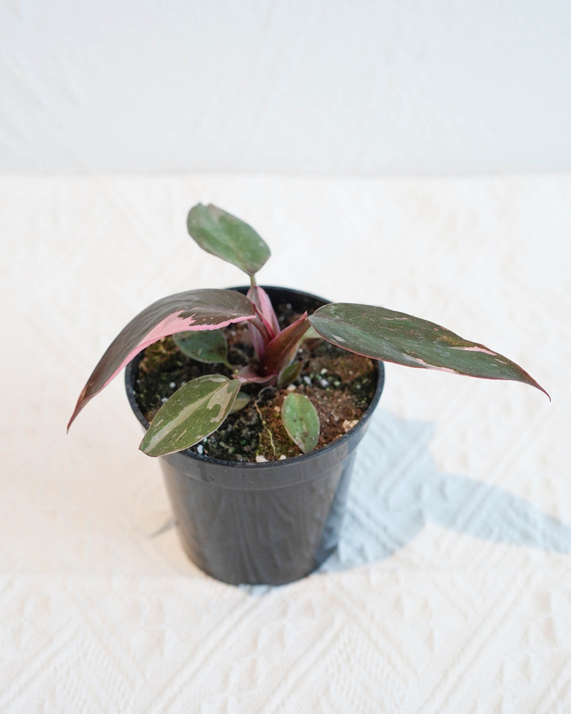Philodendron Pink Princess
