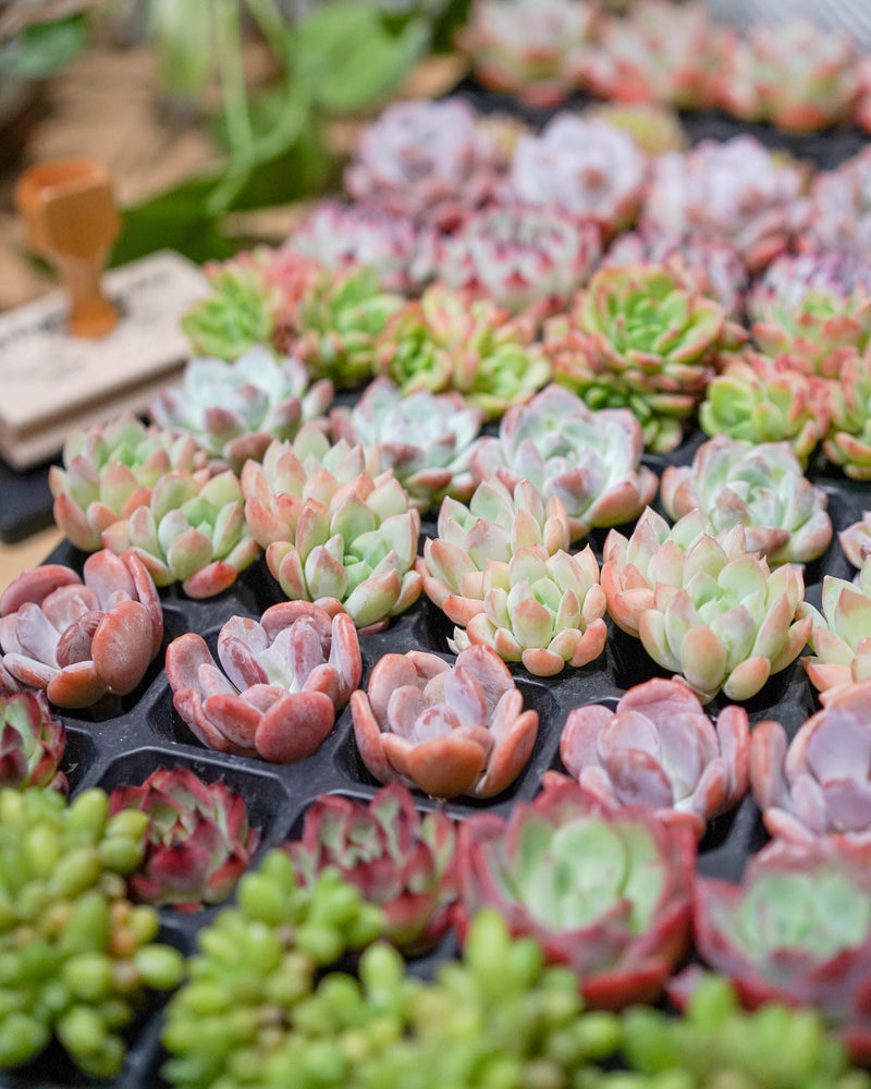 
                
                    Load image into Gallery viewer, Korean Succulents Subscription
                
            