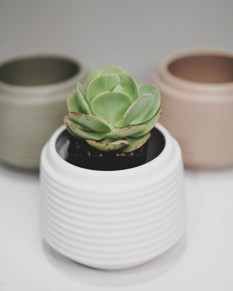 Three Coloured Rippled Pots