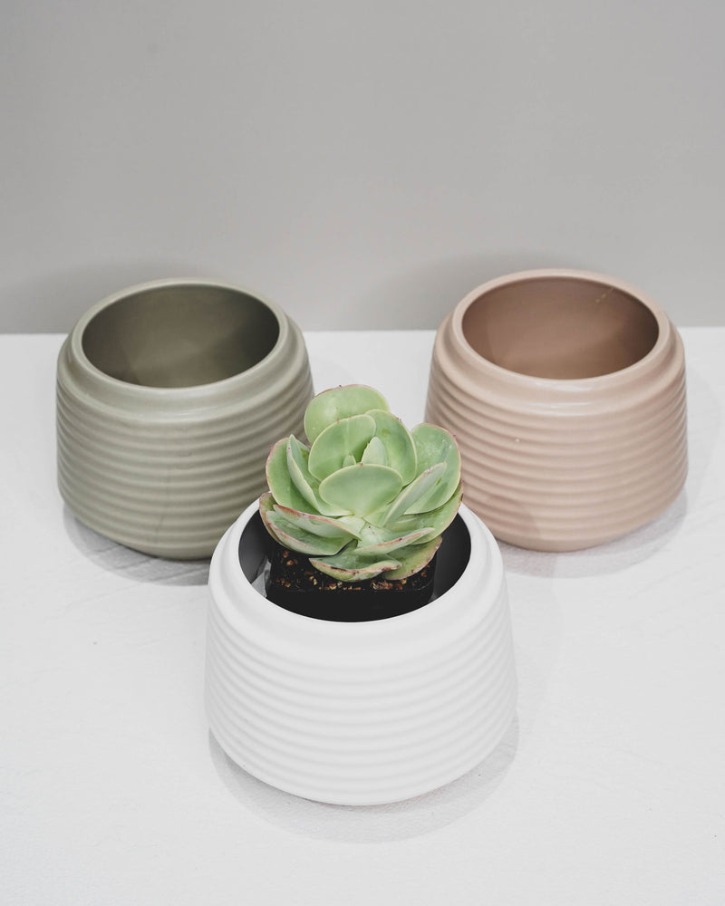 Three Coloured Rippled Pots