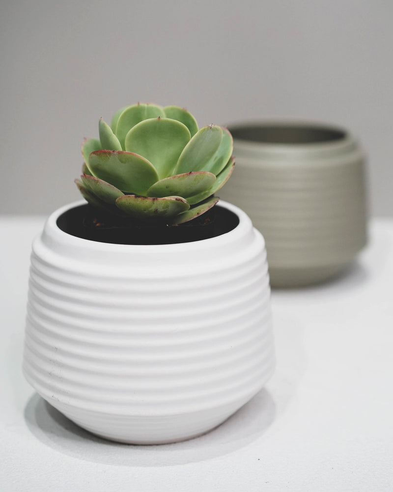 Three Coloured Rippled Pots