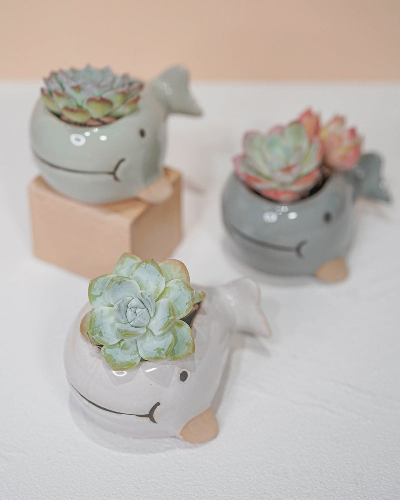 Succulent Assortment with Animal Planters