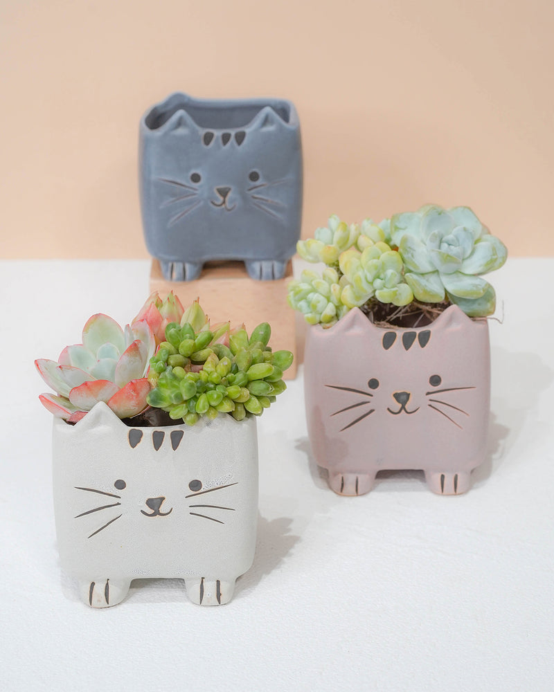 Super-Cute Cartoon Cats Tri-Color Set