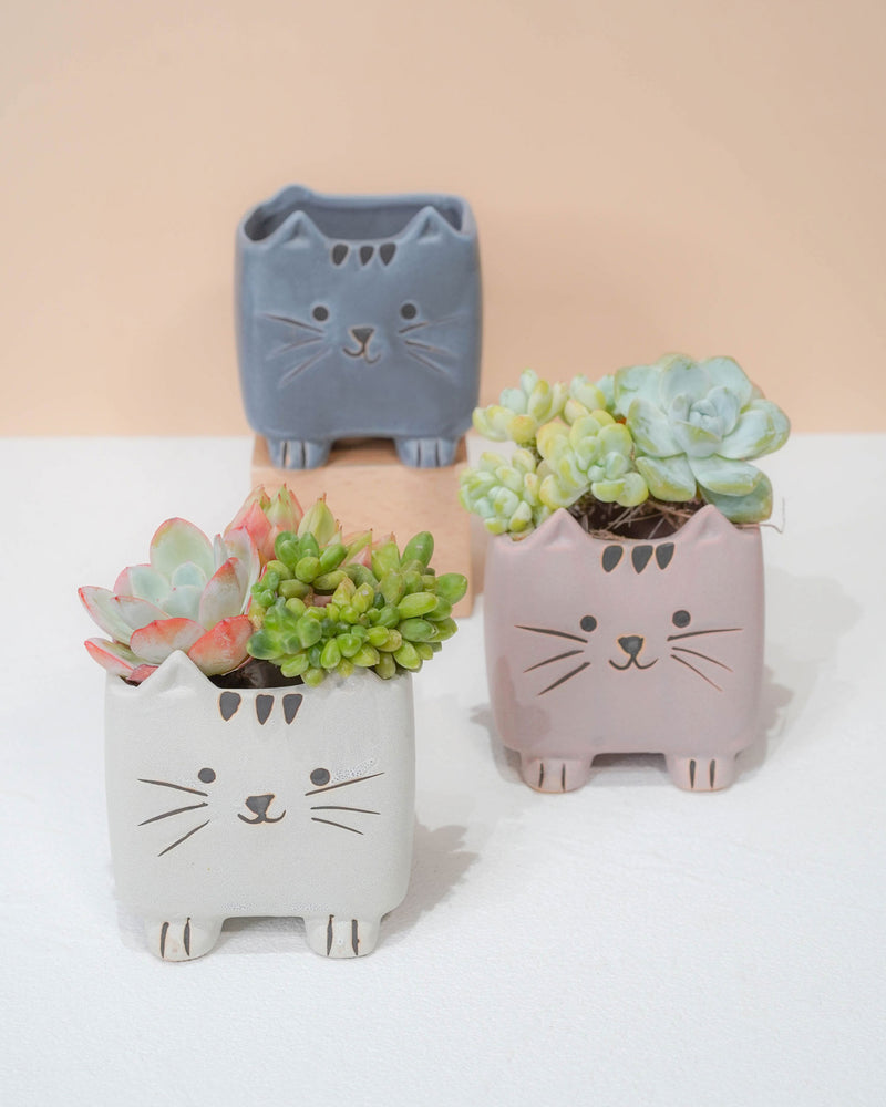 Succulent Assortment with Animal Planters