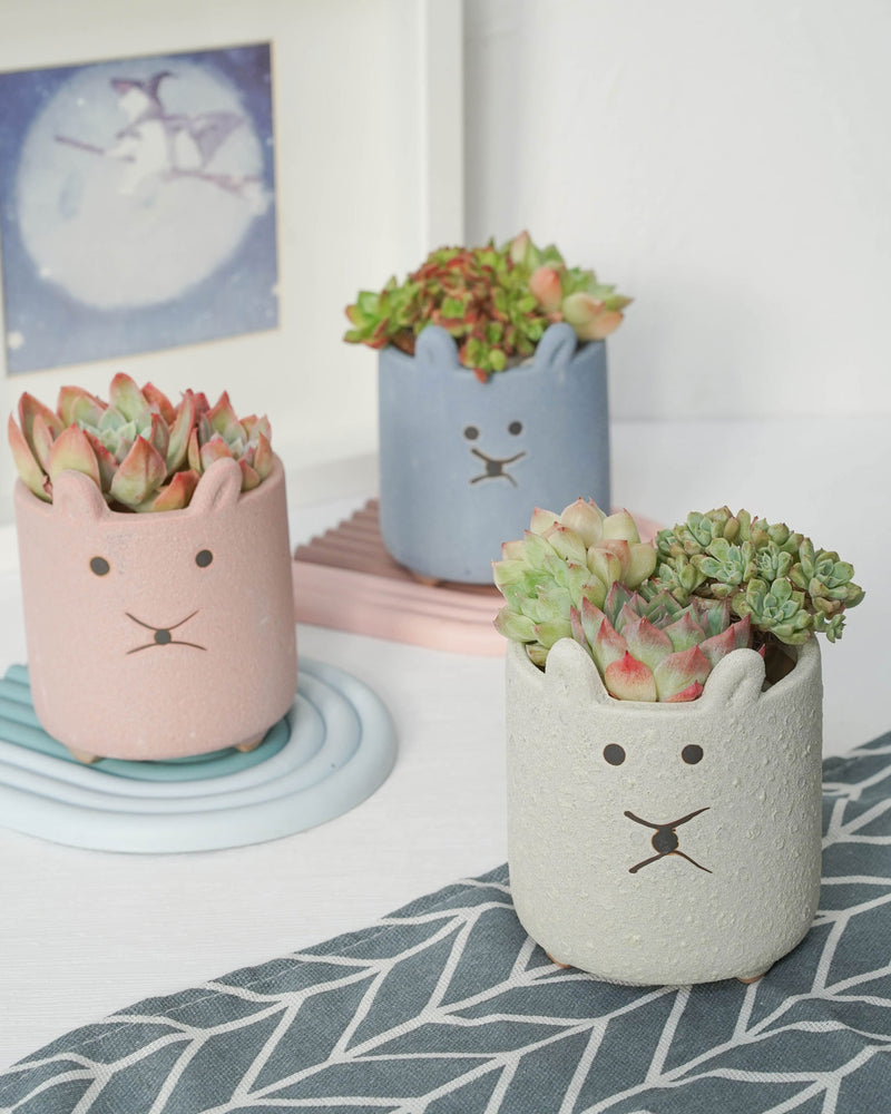 Succulent Assortment with Animal Planters