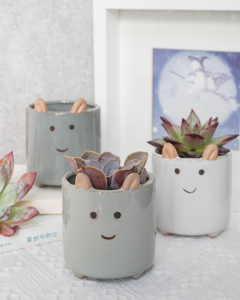 Succulent Assortment with Animal Planters