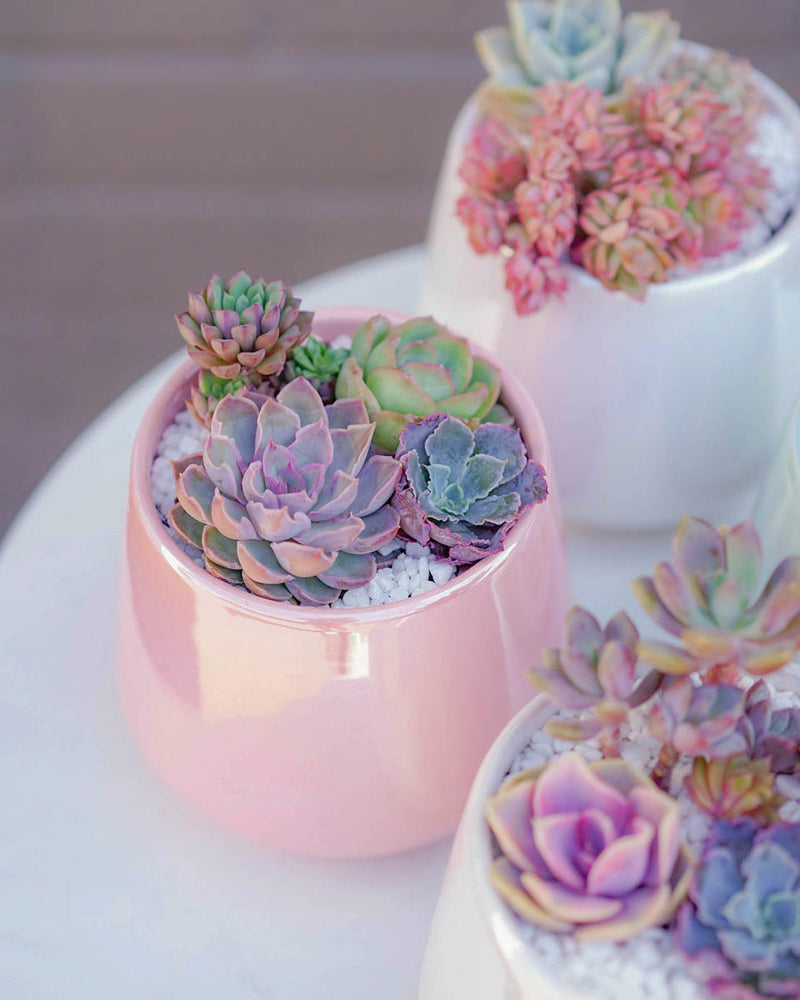 "Love Blooms" Succulent Flower Boutique Pink