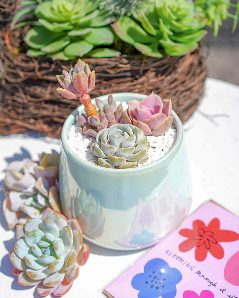 "Love Blooms" Succulent Flower Boutique Green