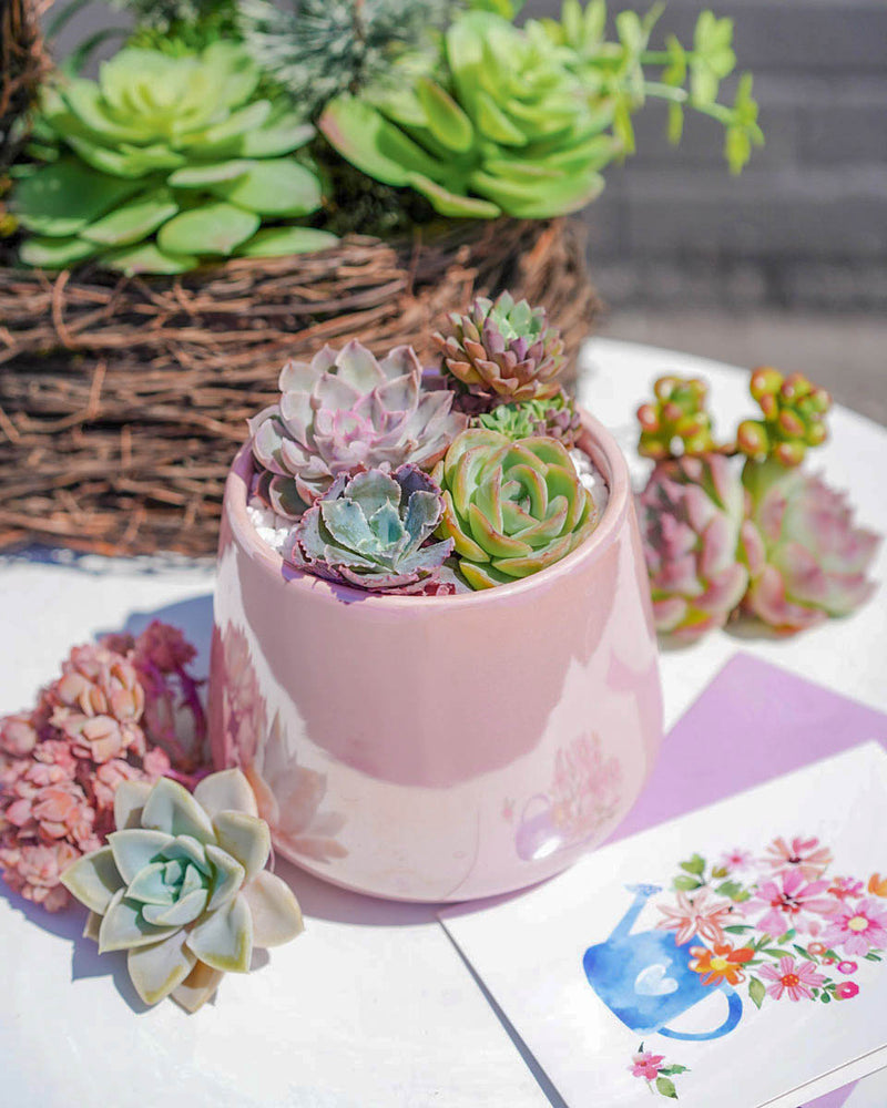 "Love Blooms" Succulent Flower Boutique Pink