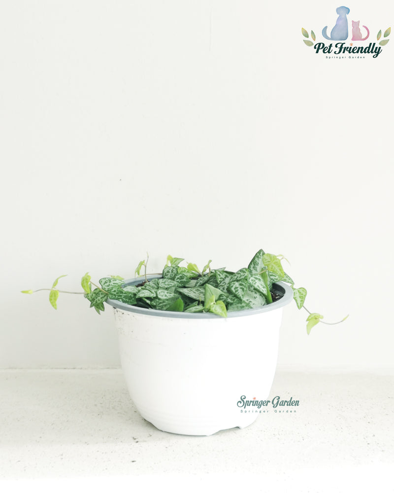 String of Spade Toronto's 5-star Bestseller nursery store selected local & Korean rare succulents; houseplants, indoor plants, selected handmade planters with a drainage hole, pots, bonsai pots, produced by ourselves, wholesale. Ceramic Planter With Drainage Hole Cactus Succulent Plant Pot/Small Fern Flower Pot Gift Garden Desk Pottery/Handmade/Ceramic/Glazed/Table Decor/Indoor Decor/Tabletop Planter  Edit alt text