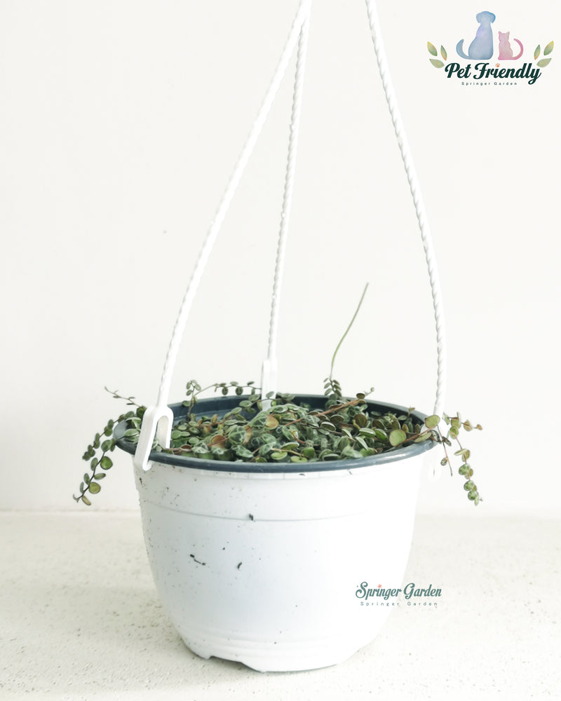 String of Turtles Toronto's 5-star Bestseller nursery store selected local & Korean rare succulents; houseplants, indoor plants, selected handmade planters with a drainage hole, pots, bonsai pots, produced by ourselves, wholesale. Ceramic Planter With Drainage Hole Cactus Succulent Plant Pot/Small Fern Flower Pot Gift Garden Desk Pottery/Handmade/Ceramic/Glazed/Table Decor/Indoor Decor/Tabletop Planter