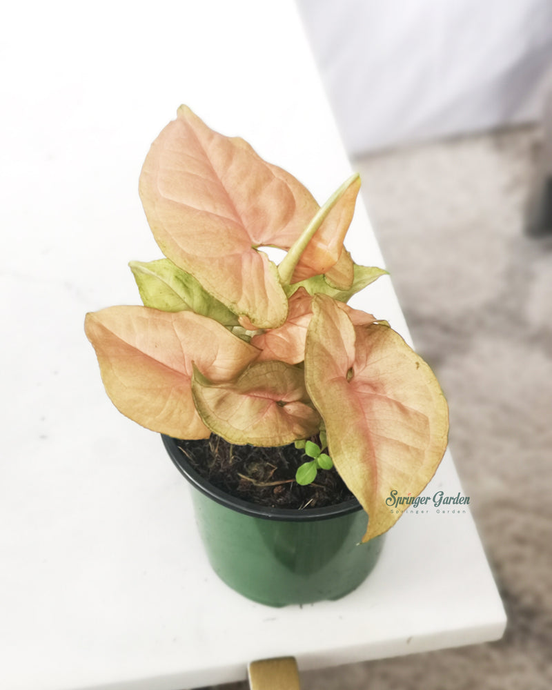 Syngonium Podophyllum Pink