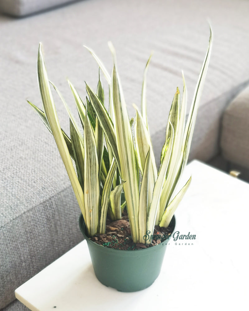 
                
                    Load image into Gallery viewer, Sansevieria Bantel&amp;#39;s Sensation
                
            