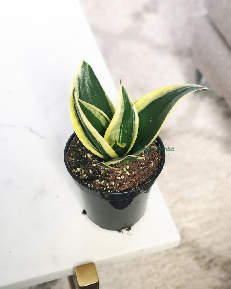 
                
                    Load image into Gallery viewer, Sansevieria Black Gold
                
            
