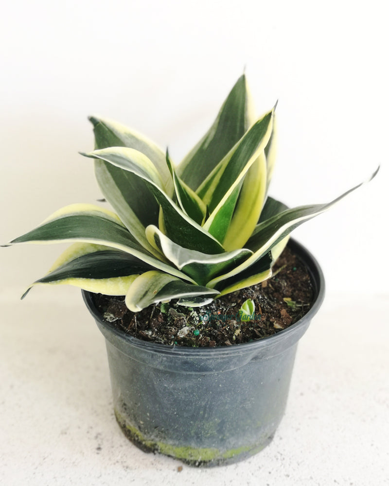Sansevieria Black Gold