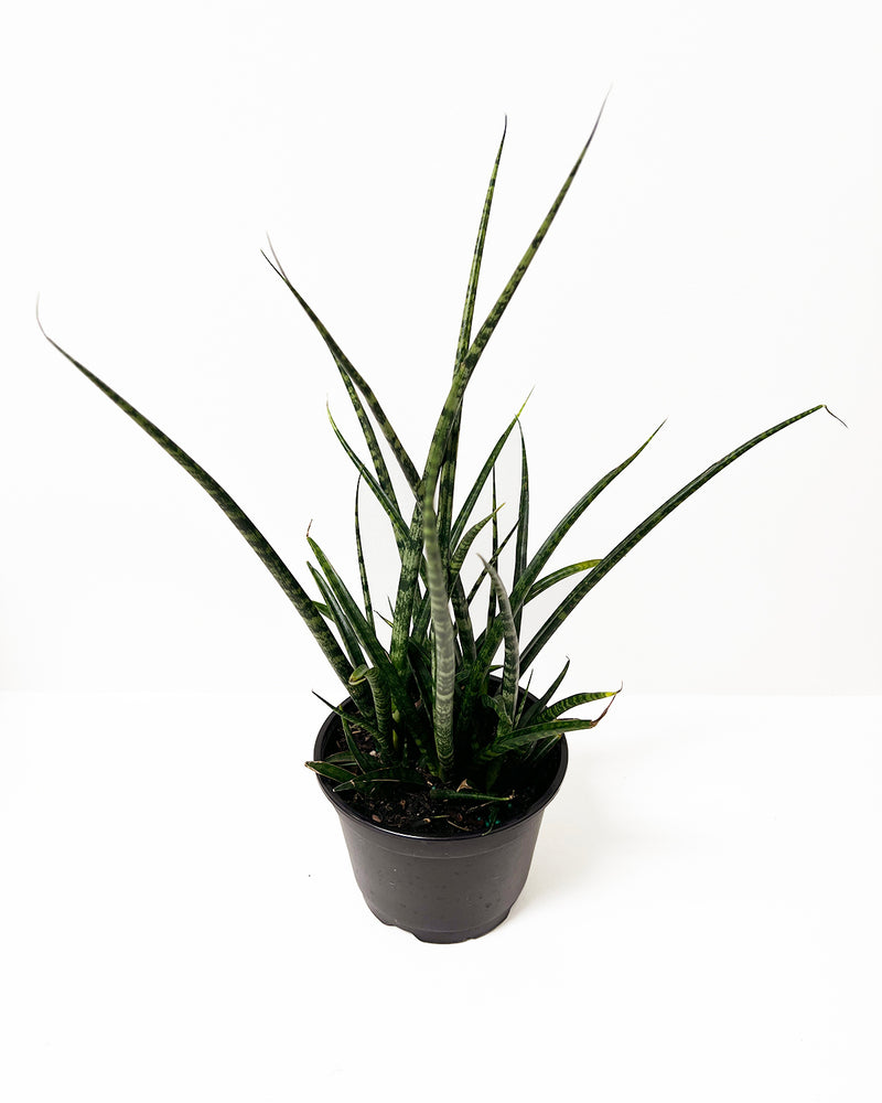 Sansevieria Fernwood Mikado