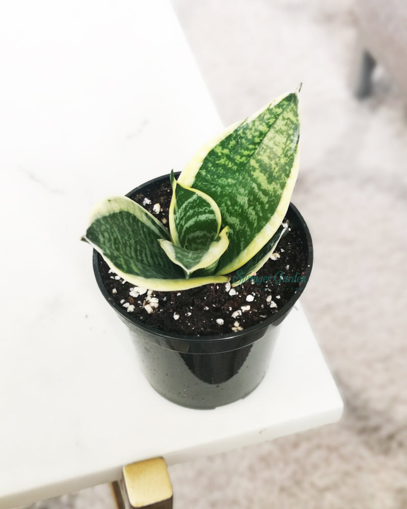 Sansevieria Laurentii Toronto's 5-star Bestseller nursery store selected local & Korean rare succulents; houseplants, indoor plants, selected handmade planters with a drainage hole, pots, bonsai pots, produced by ourselves, wholesale. Ceramic Planter With Drainage Hole Cactus Succulent Plant Pot/Small Fern Flower Pot Gift Garden Desk Pottery/Handmade/Ceramic/Glazed/Table Decor/Indoor Decor/Tabletop Planter