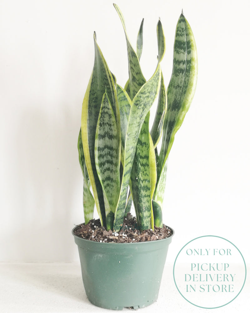 Sansevieria Laurentii