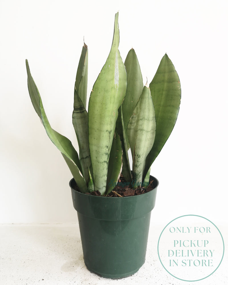 Sansevieria Moonlight