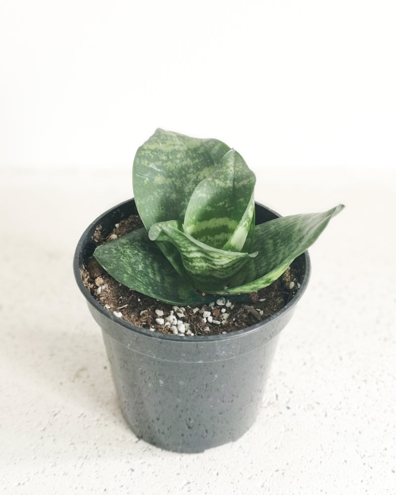 Sansevieria Zeylanica Fan