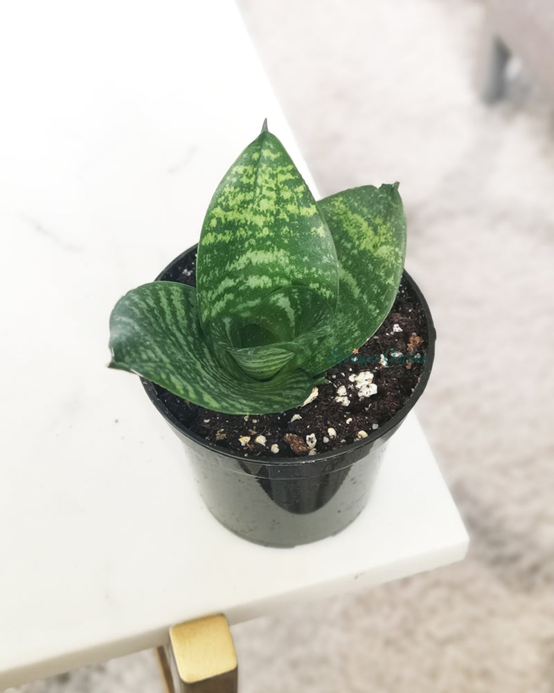 Sansevieria Zeylanica Fan