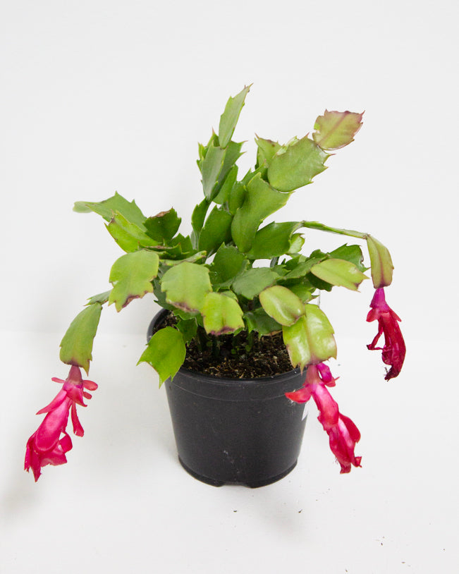 Christmas Cactus